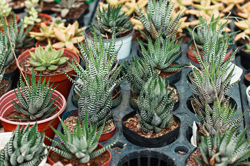 Fototapeta premium Zebra plant or Haworthia fasciata propagated in small pots 
