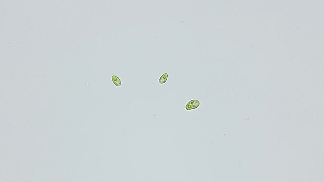 Unicellular algae Dunaliella salina under the microscope, Chlorophyta phylum, Volvocales order. Green in color, they live mainly in salty seas.