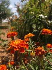 orange flowers in the garden