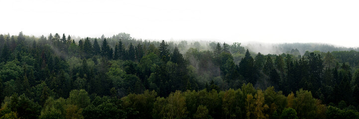 silhouette of forest against white sky - foggy dark forest - Powered by Adobe
