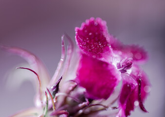 Summer rain pink flower macro
