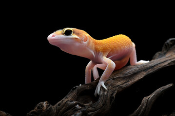 Close-up photo of a leopard gecko with unique eyes