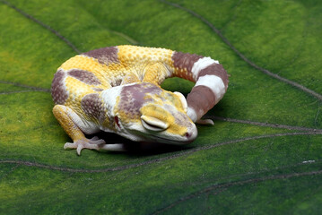 Lemon frost leopard gecko sleeping on the leaves - obrazy, fototapety, plakaty