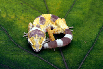 Lemon frost leopard gecko sleeping on the leaves - obrazy, fototapety, plakaty