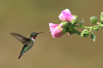 Male Hummingbird approaching pink hollyhock in bright sun