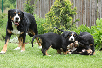 Bitch of Greater Swiss Mountain Dog with its puppies