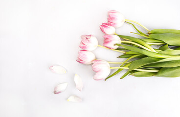 Obraz na płótnie Canvas Bunch of pink tulips, isolated. Bouquet of light pastel color flowers and petals on white background, horizontal view.