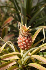 Fototapeta premium pineapple on the tree