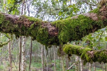 Green moss growing on a tree branch. Close-up forest nature image.
