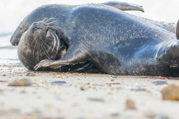 Animal lovers. Breeding pair of grey seals in passionate embrace.