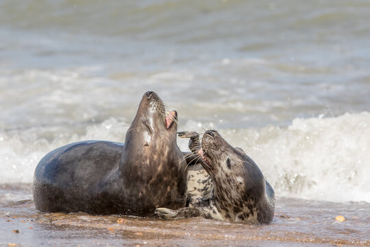 Grey seals mating. Wild animals having fun. Intimate wildlife close-up.