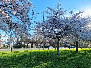 spring in the park