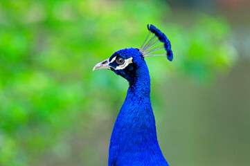 Detail of a peacock's head and neck, with blurred green bush in the background
