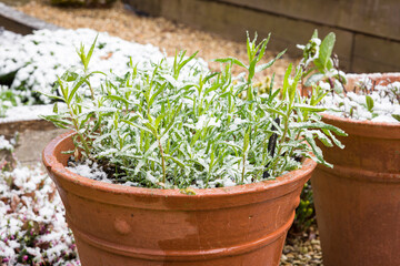 French tarragon herb plant covered in snow, UK garden