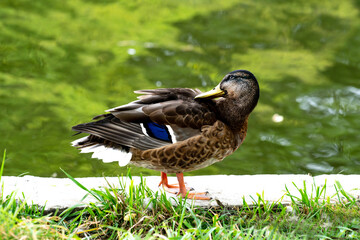 Duck bird near the pond basking in the sun close-up