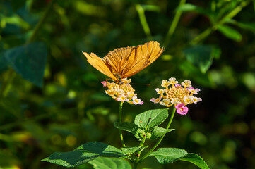 Butterfly at Medellin Botanical Garden in Colombia