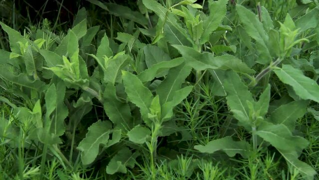 Medicinal herb sage. Sage leaves sway in the wind. A field with medicinal herbs. Close-up.