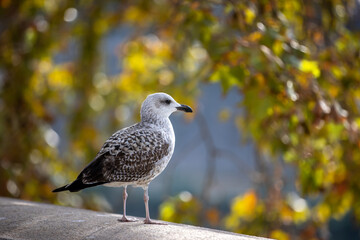 seagull standing alone on the wall