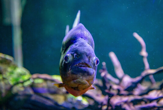 Predatory piranha fish close-up on a dark background stock photo