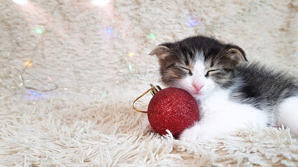 cute little kitten on a light background next to a Christmas toy in the form of a red ball. new year in the family circle