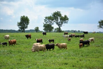 cows on a meadow