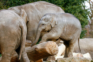 Obraz premium Kleine man wil ook spelen.