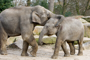 Naklejka premium Hé broer!