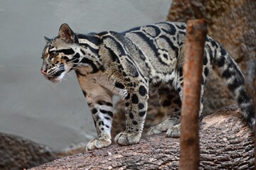 A clouded leopard standing on a tree - Powered by Adobe