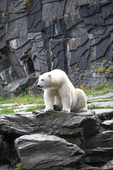 a polar bear sitting  on a rock looks the environment