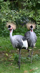 two grey crowned crane