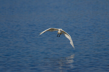 Snowy Egret