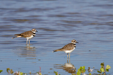Killdeer