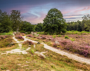 Wanderweg in einer Heidelandschaft