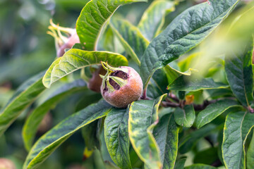 Medlar, Mespilus germanica, ripe fruit and leaves