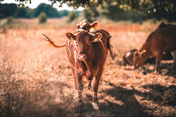 Kuh / Limousin-Rind auf sommerliche trockener Weide in einer Herde