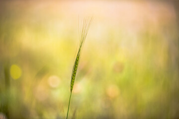 Barley on a meadow stock photo