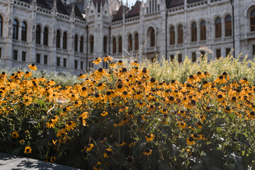 Flowers near Hungarian Parliament Building