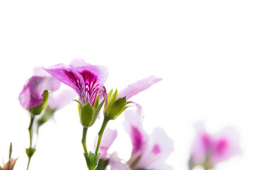 Close up of pink geraniums on a white background, with dark lines in the middle of the flower. With green stems. 