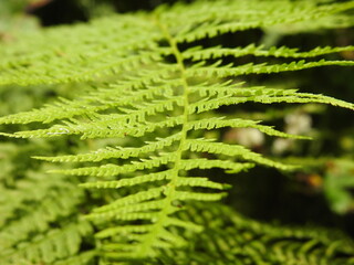 fern leaves