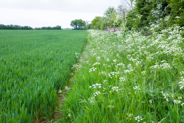 Field margin with wild flowers growing in UK farmland - obrazy, fototapety, plakaty
