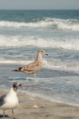 seagull on the beach