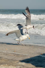 Fototapeta na wymiar seagull in fight