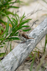 sparrow on the fence