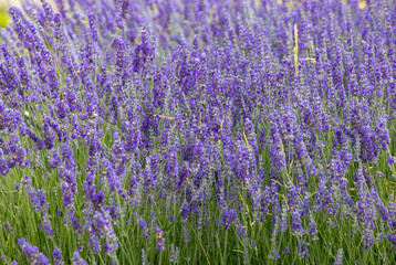 Fototapeta premium Lavender close up macro stock photo