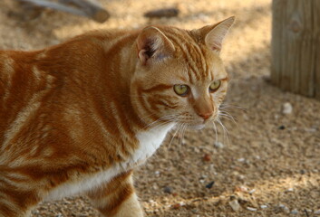The domestic cat is a mammal of the cat family of the carnivora order.