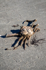 portly spider crab on the beach
