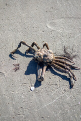 portly spider crab on the beach