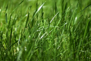 Eine saftig grüne Graswiese