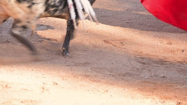Bullfight in Spain. Spanish bullfighter in the bullfighting arena. High quality 4k footage