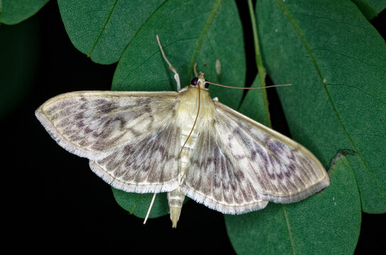 Papillon de la pyrale du houblon posé sur une feuille (Patania ruralis)